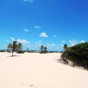 Mangue Seco (300 x 300 px)